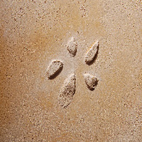 Kalk mit Applikation